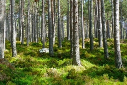 miškų-priežiūra